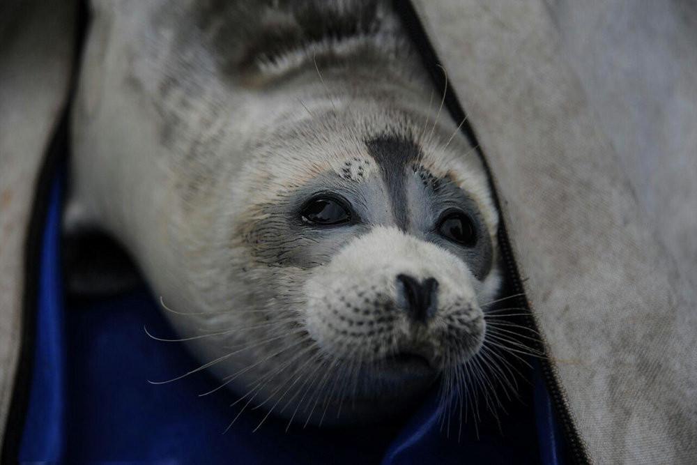Kazakhstan Makes Efforts to Save the Declining Caspian Seal Population