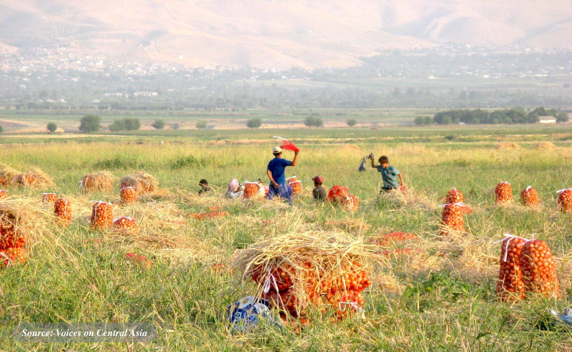 Caspian Policy Center Perspective: Food Security in Central Asia during an Economic Downturn